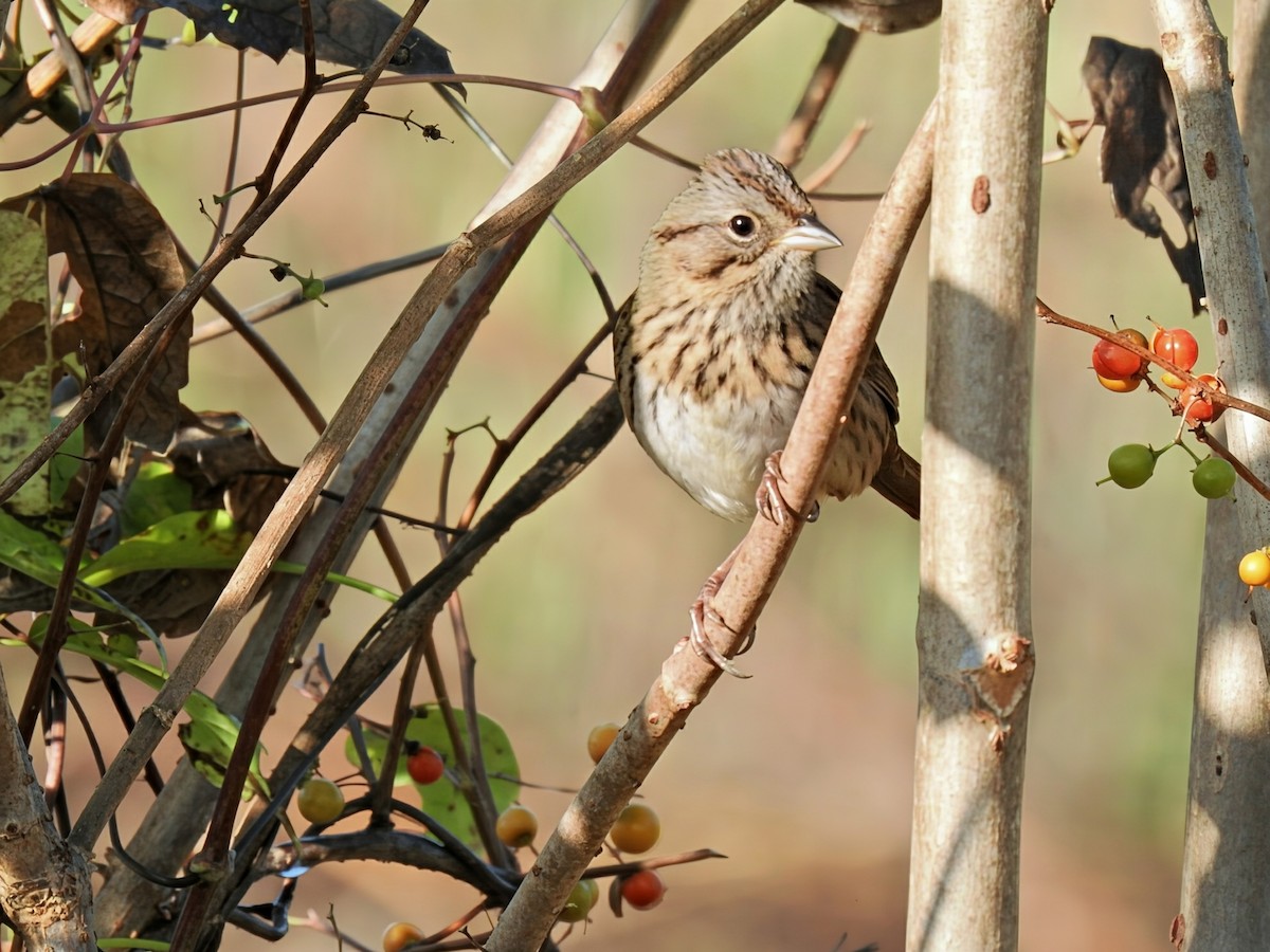 Lincoln's Sparrow - ML643150409
