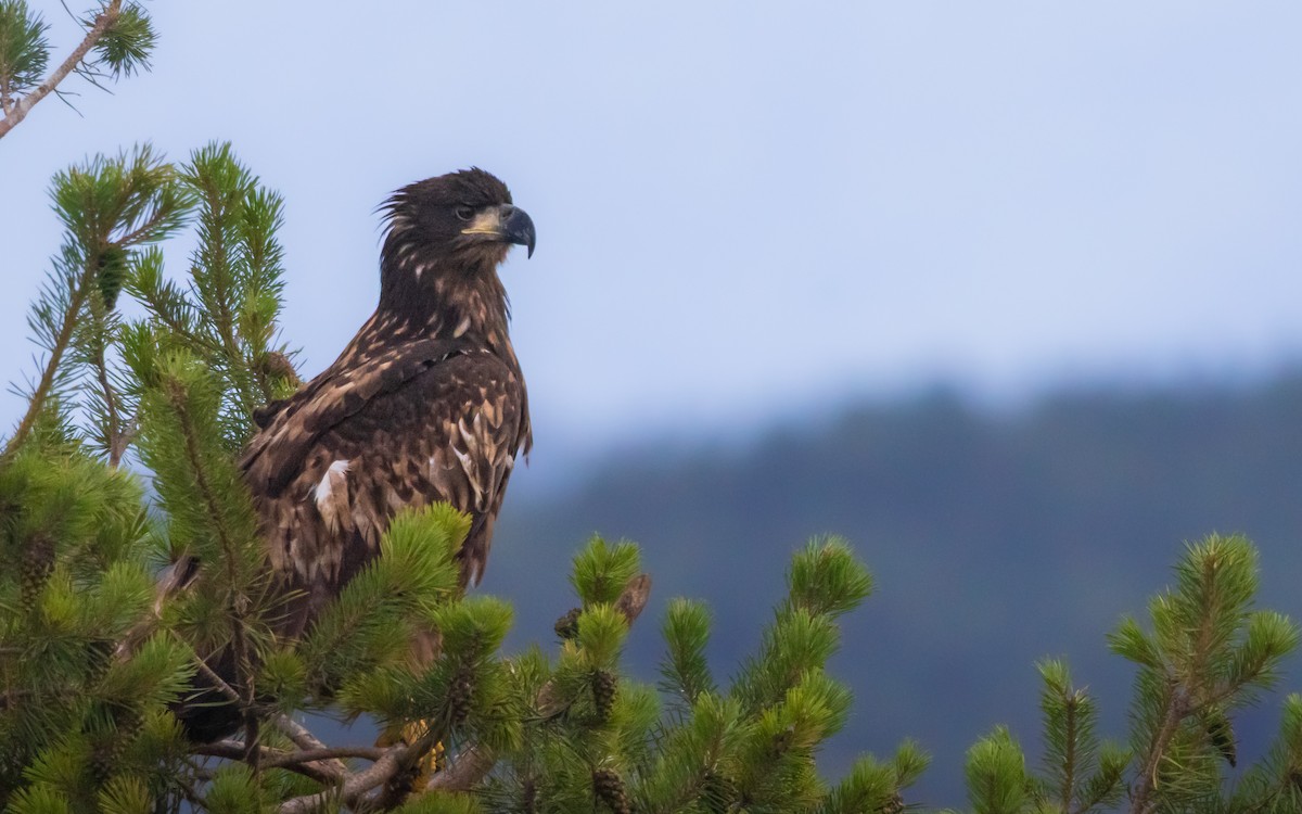 White-tailed Eagle - ML643150425