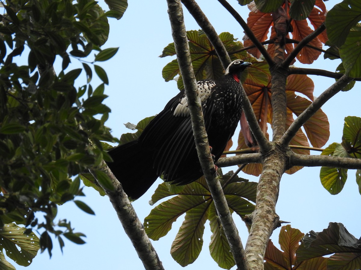 Black-fronted Piping-Guan - ML643150429