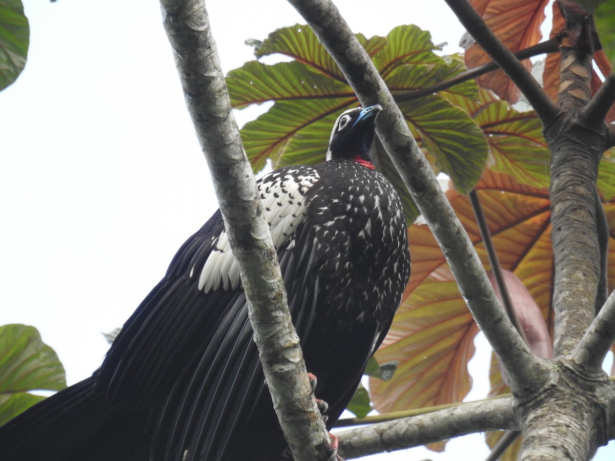 Black-fronted Piping-Guan - ML643150430
