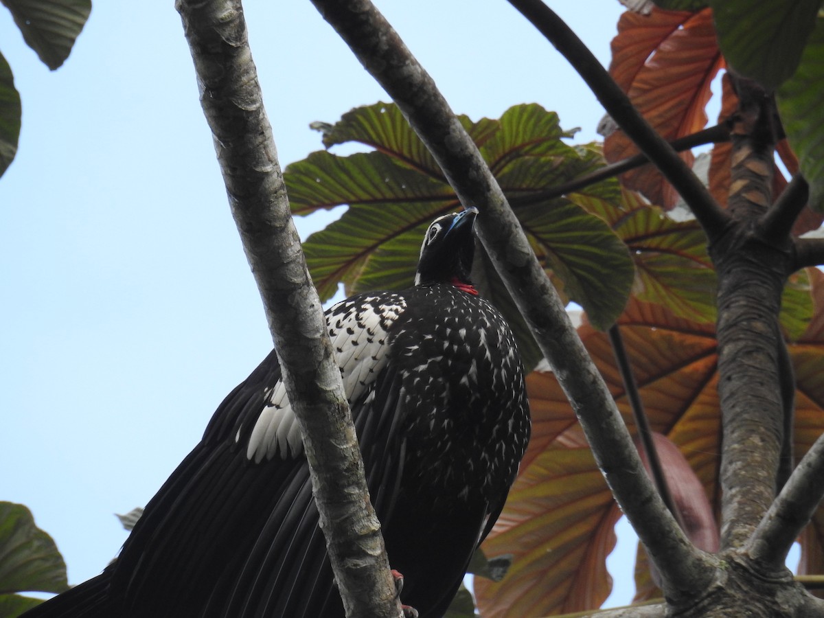 Black-fronted Piping-Guan - ML643150431