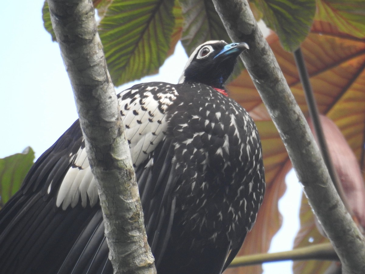 Black-fronted Piping-Guan - ML643150432