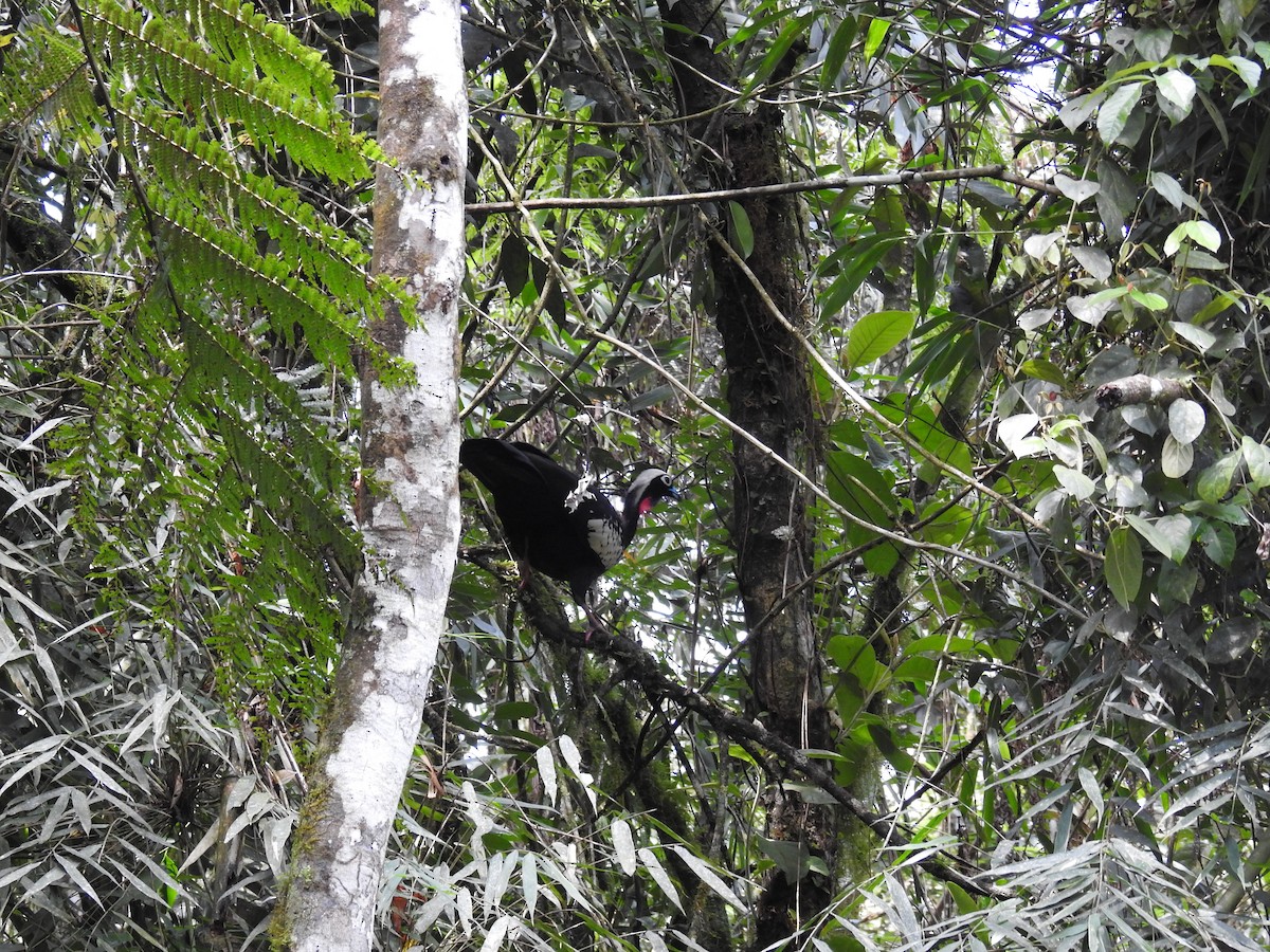 Black-fronted Piping-Guan - ML643150433