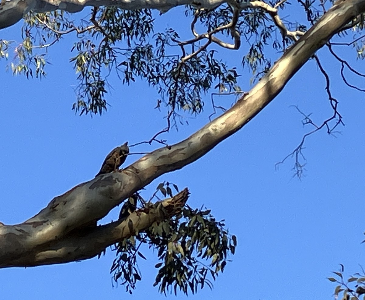Gang-gang Cockatoo - ML643150488