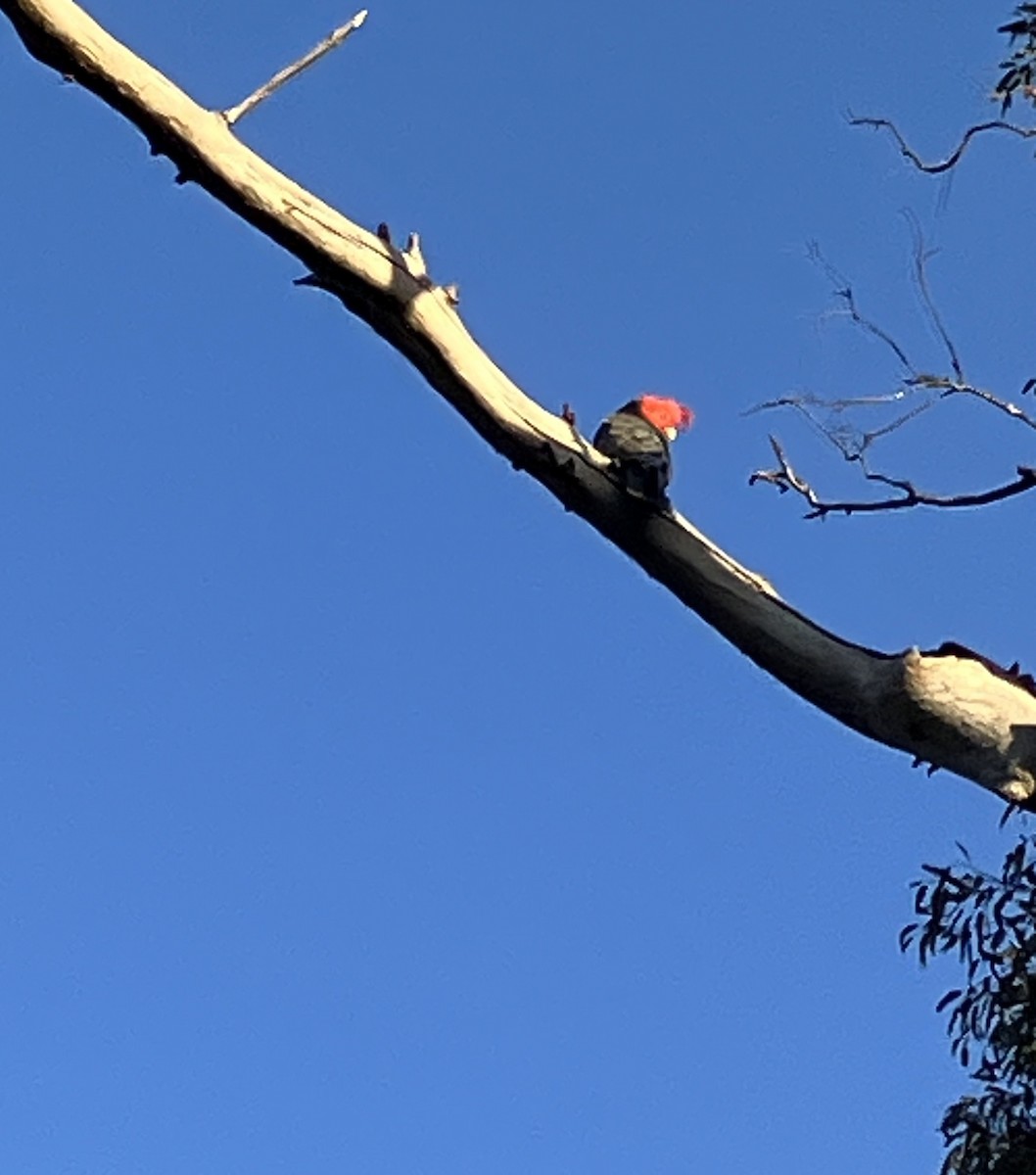 Gang-gang Cockatoo - ML643150489