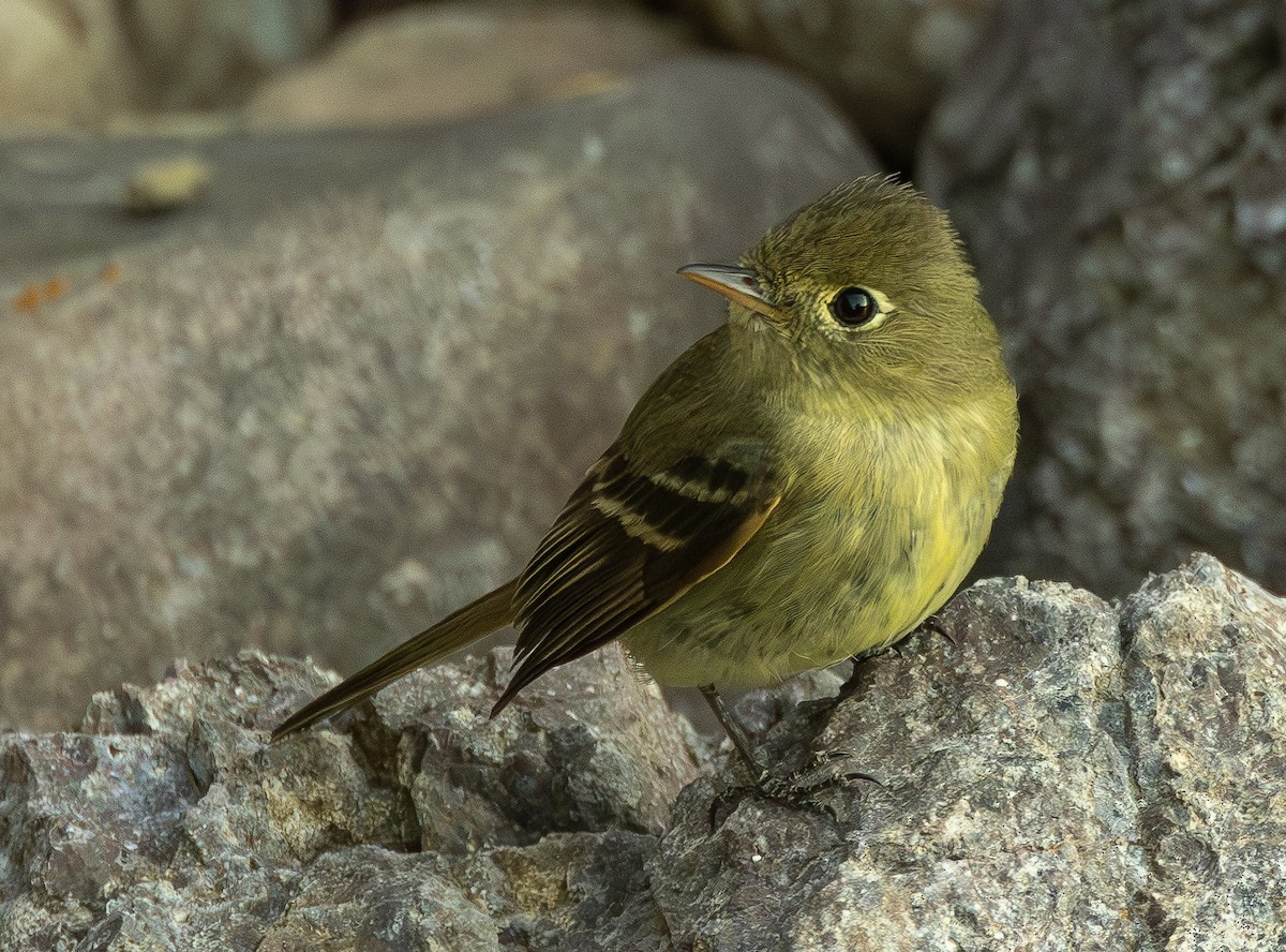 Western Flycatcher (Cordilleran) - ML643150501