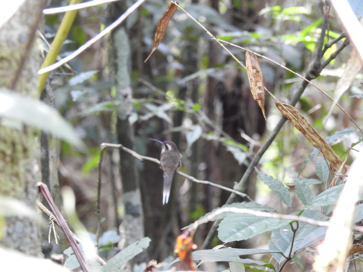 Dusky-throated Hermit - ML643150545