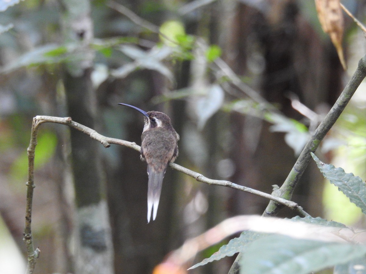 Dusky-throated Hermit - ML643150546