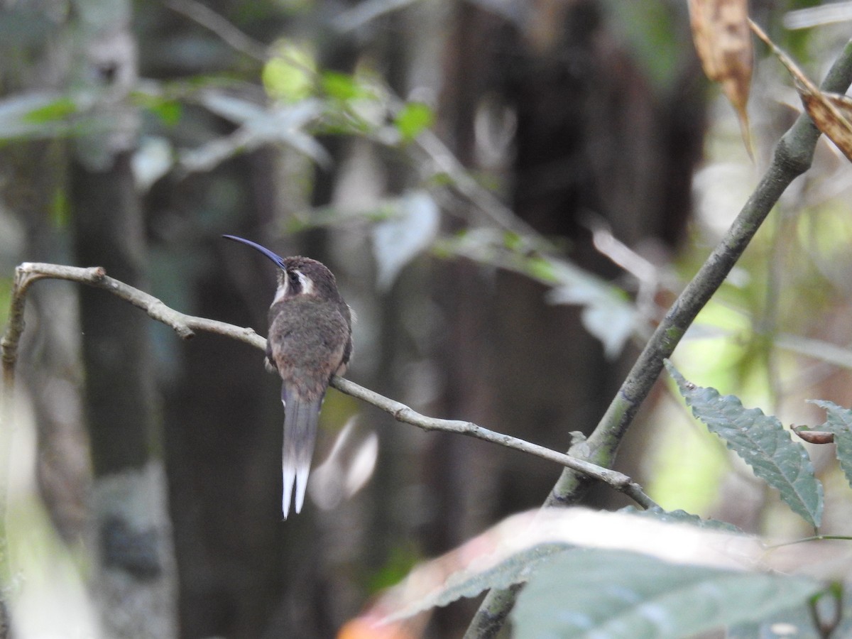 Dusky-throated Hermit - ML643150547