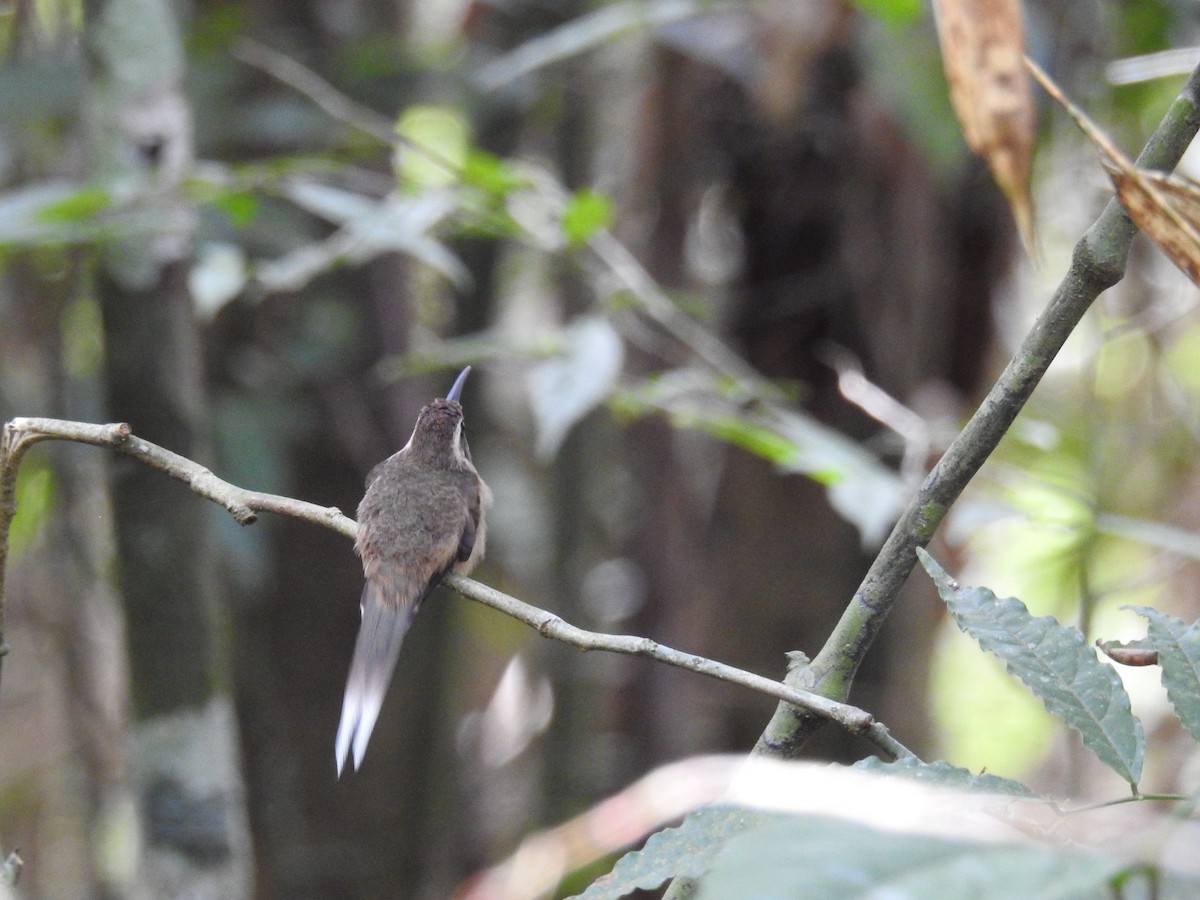 Dusky-throated Hermit - ML643150548
