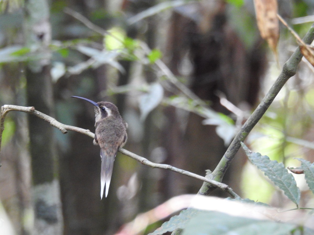Dusky-throated Hermit - ML643150549