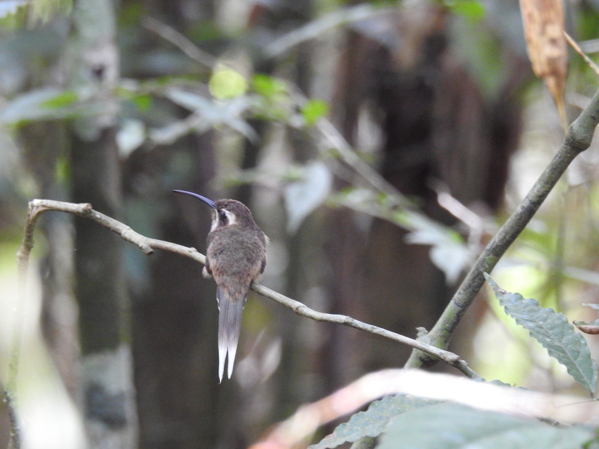 Dusky-throated Hermit - ML643150550