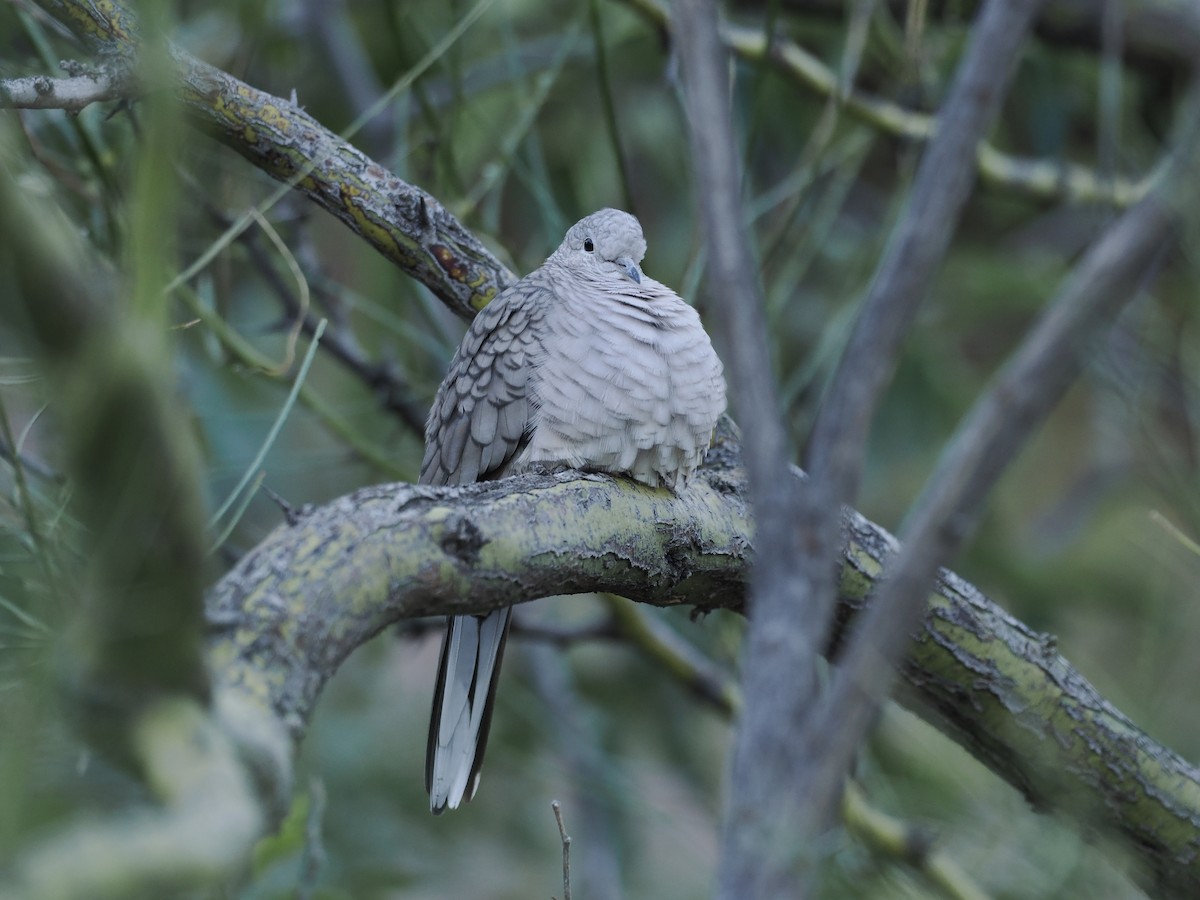 Inca Dove - ML643150596
