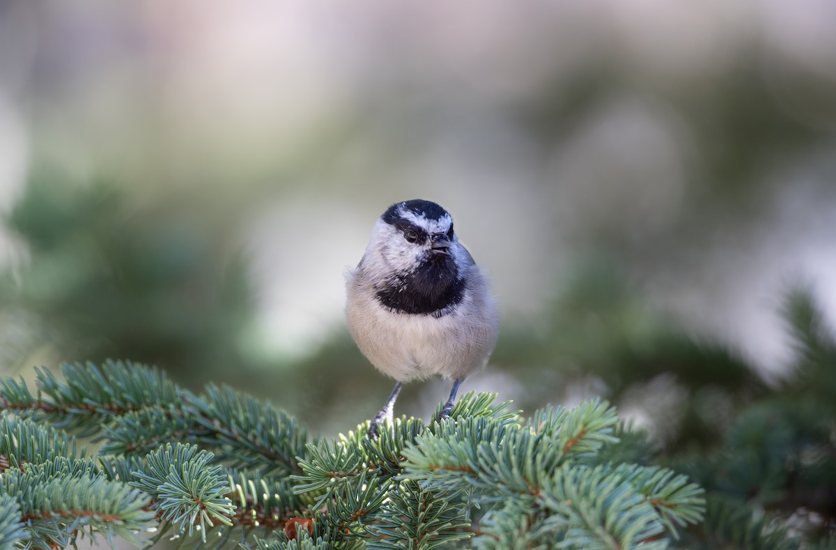 sýkora horská - ML643150628