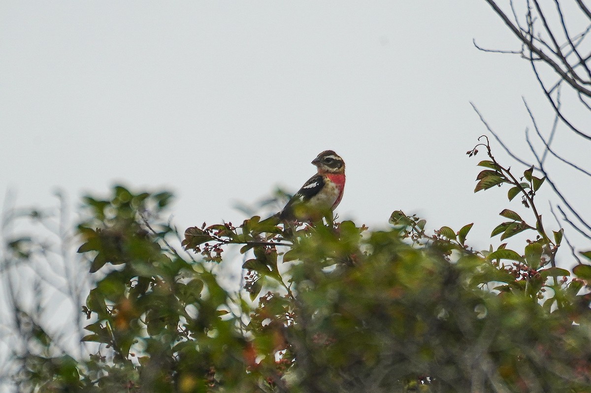 Rose-breasted Grosbeak - ML643150642