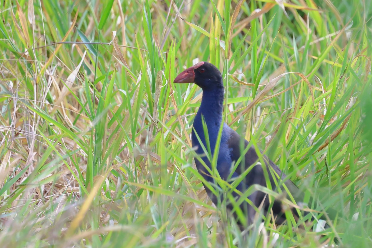 Australasian Swamphen - ML643150644