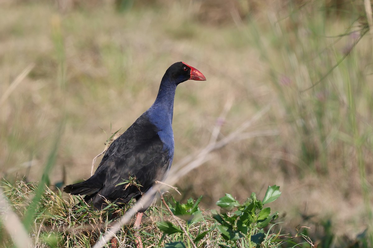 Australasian Swamphen - ML643150645