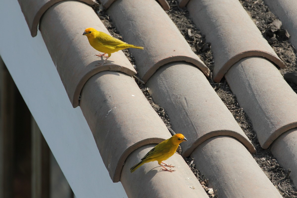 Saffron Finch - ML643150647