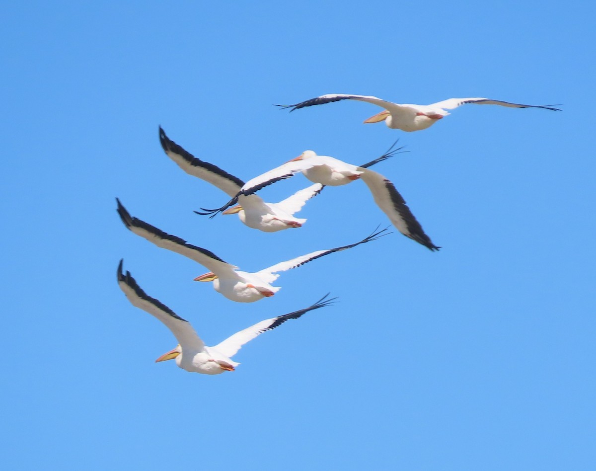 American White Pelican - ML643150650