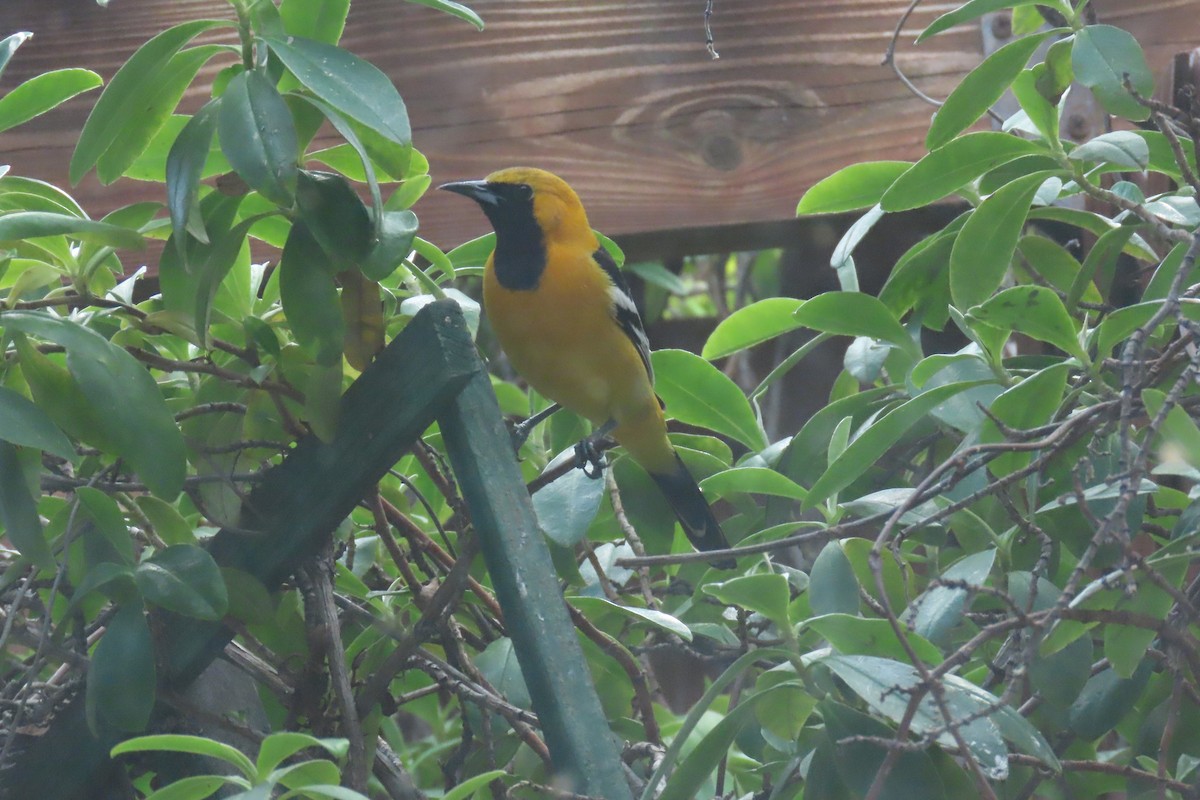 Hooded Oriole - ML643150661