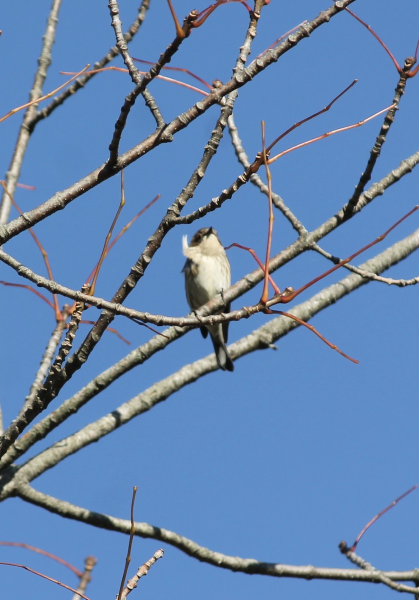 Yellow-rumped Warbler - ML643150664