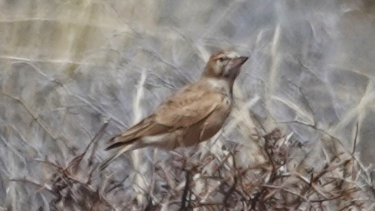 Sclater's Lark - ML643150667
