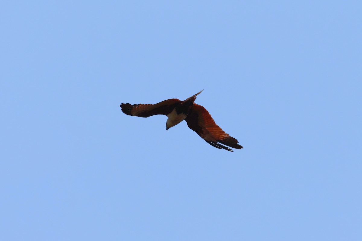 Brahminy Kite - ML643150669