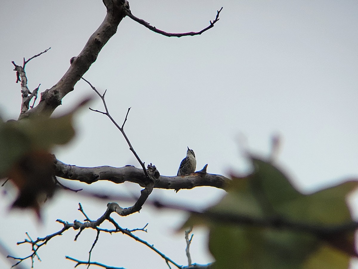 Nuttall's Woodpecker - ML643150670