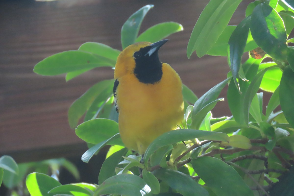 Hooded Oriole - ML643150671