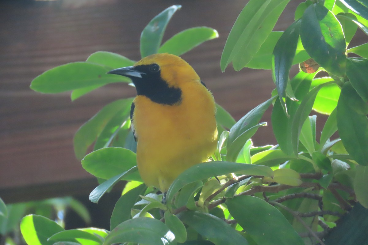 Hooded Oriole - ML643150672