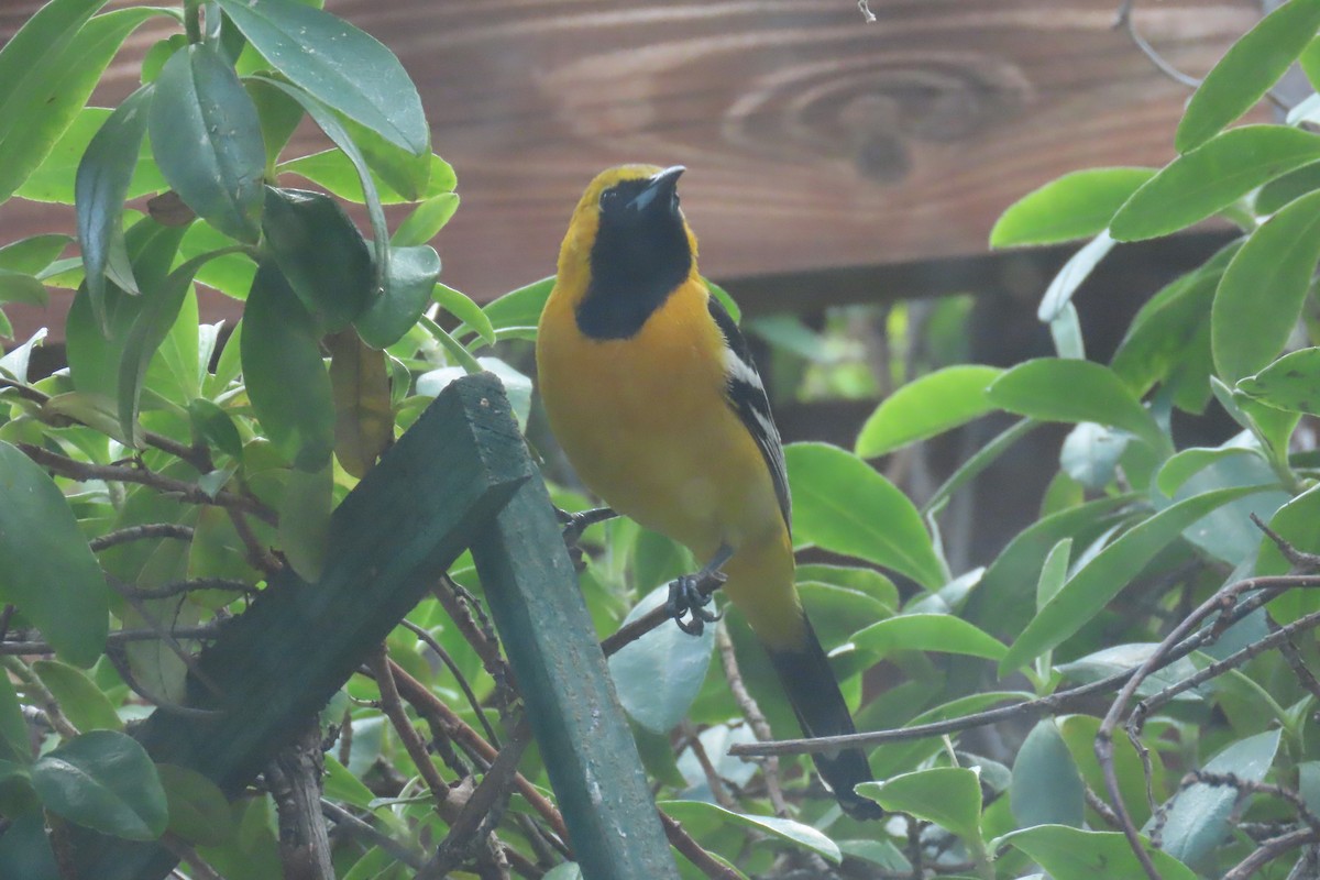 Hooded Oriole - ML643150673