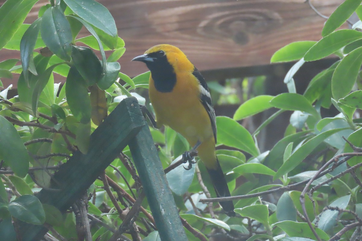 Hooded Oriole - ML643150674