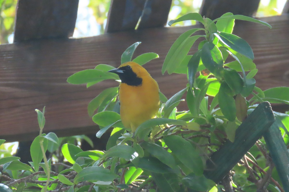 Hooded Oriole - ML643150675