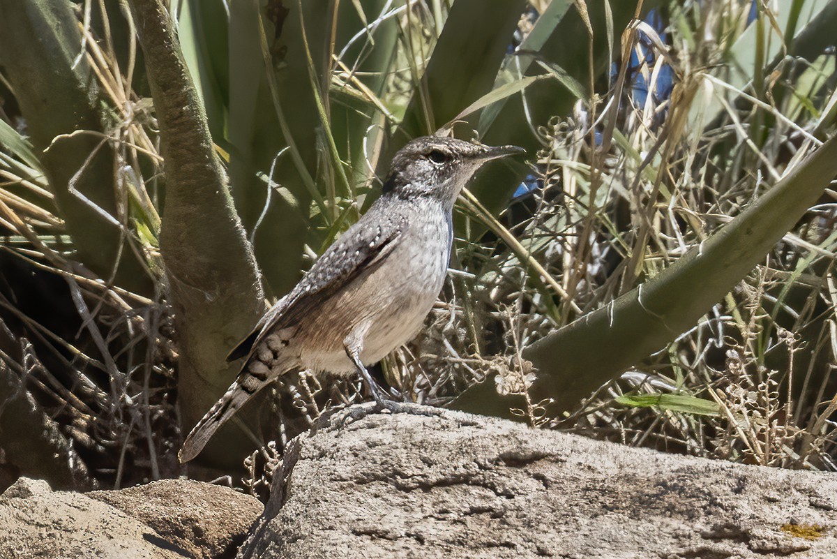 Rock Wren - ML643150684