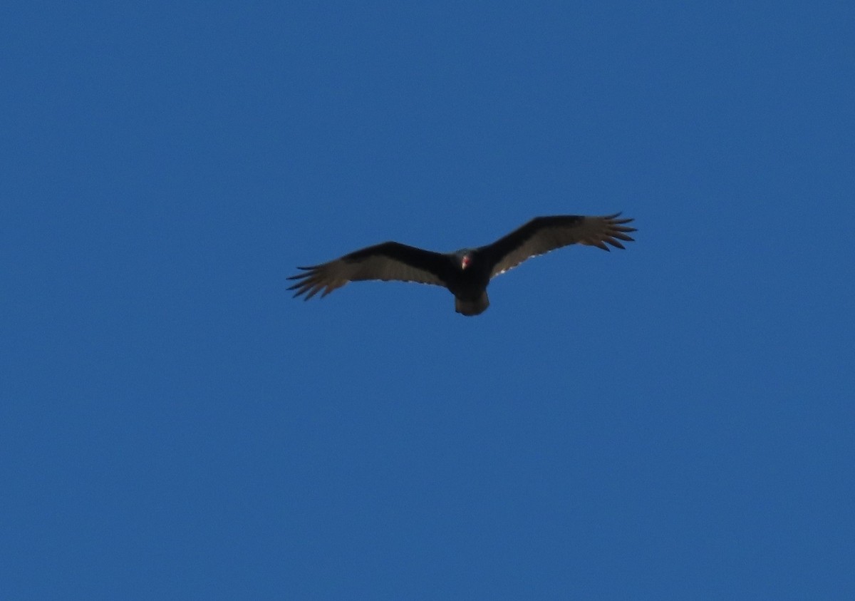 Turkey Vulture - ML643150687
