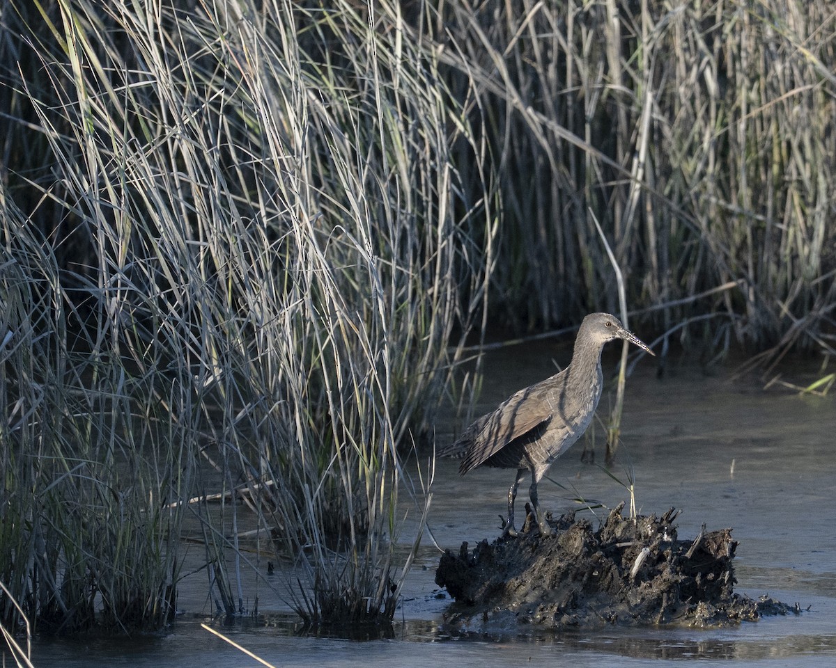 Clapper Rail - ML643150697