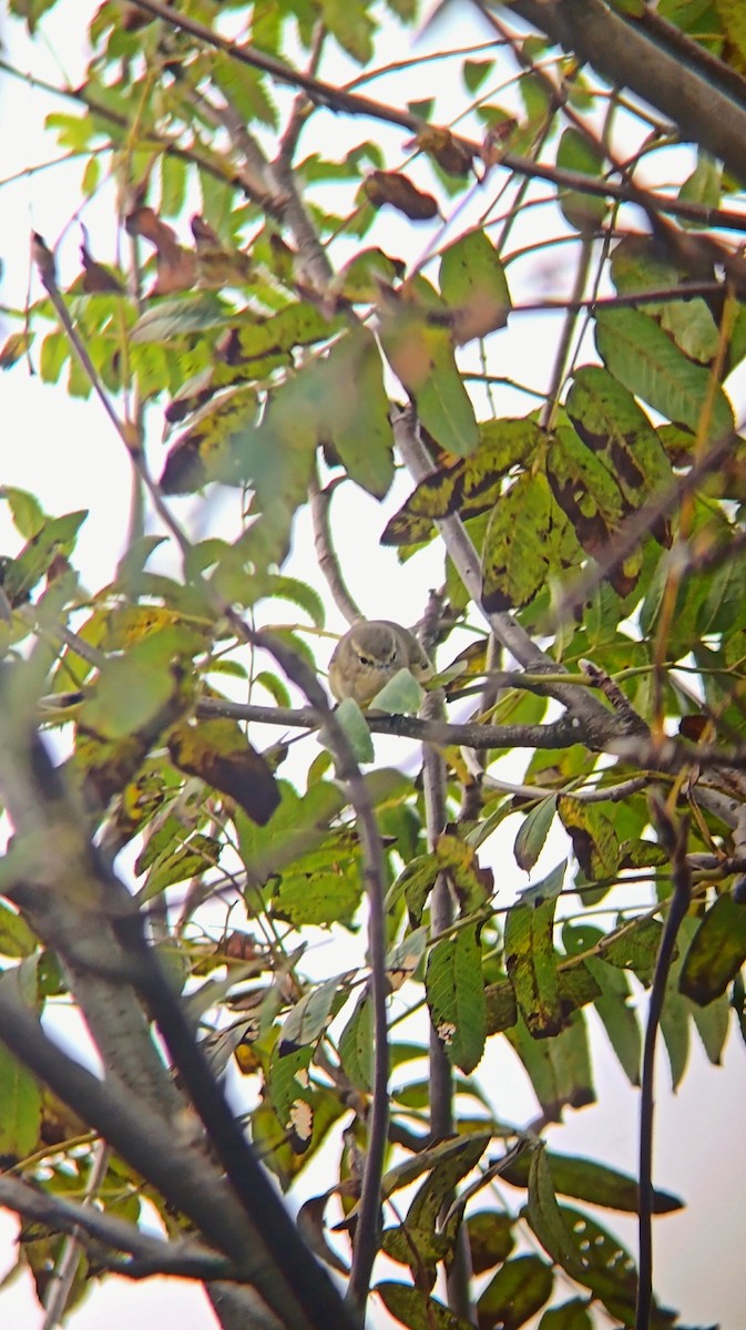 Common Chiffchaff - ML643150700