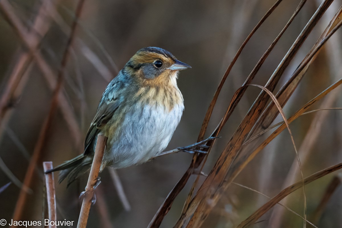 Nelson's Sparrow - ML643150713