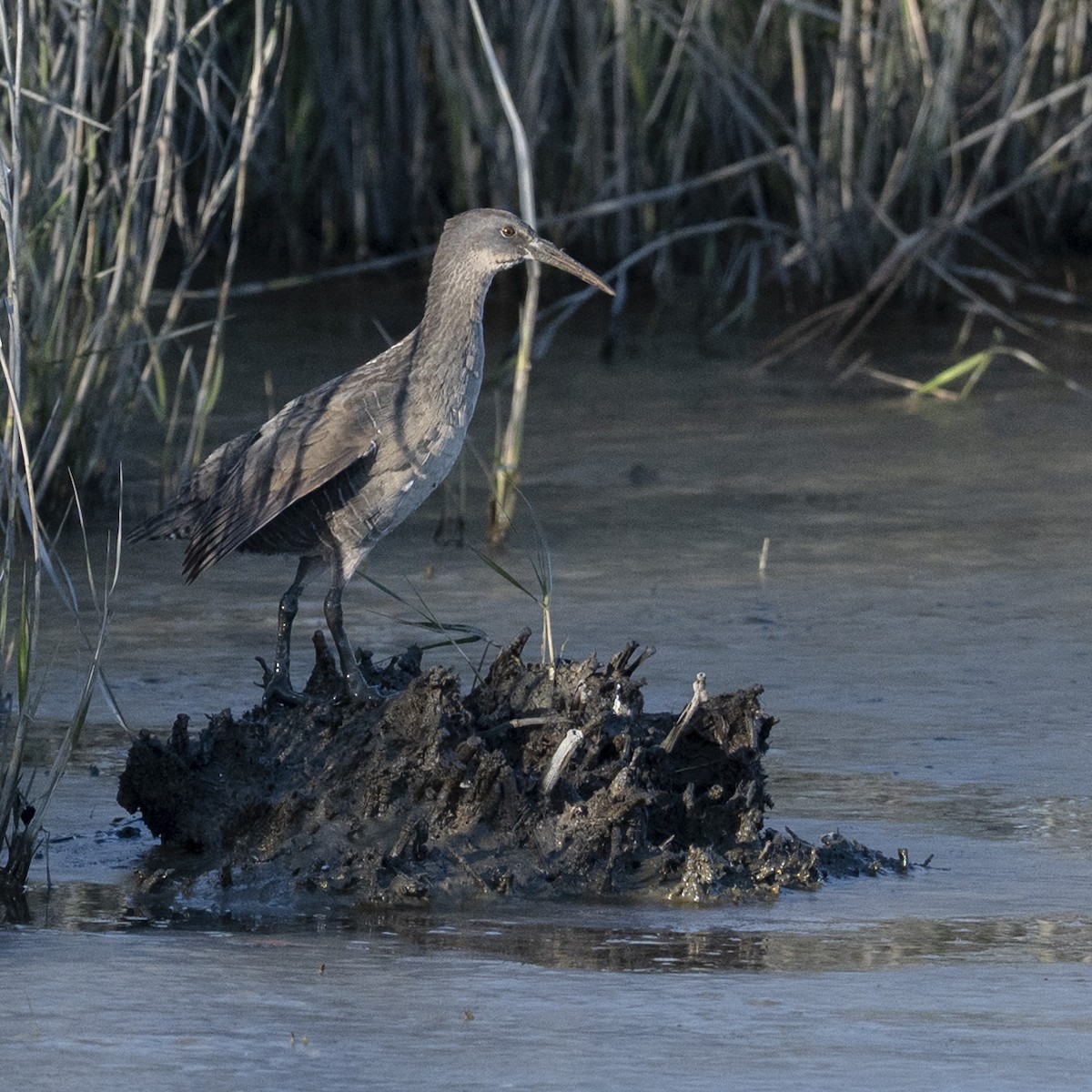 Clapper Rail - ML643150723