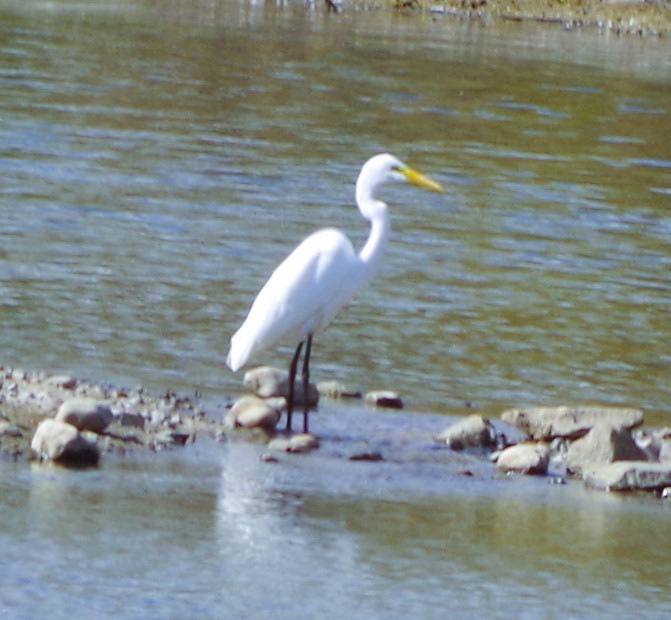 Great Egret - ML643150732