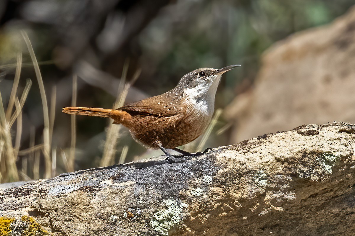 Canyon Wren - ML643150733