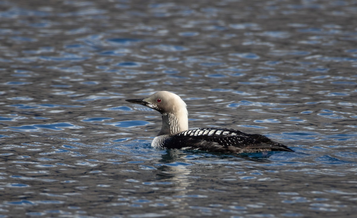potáplice pacifická - ML643150757