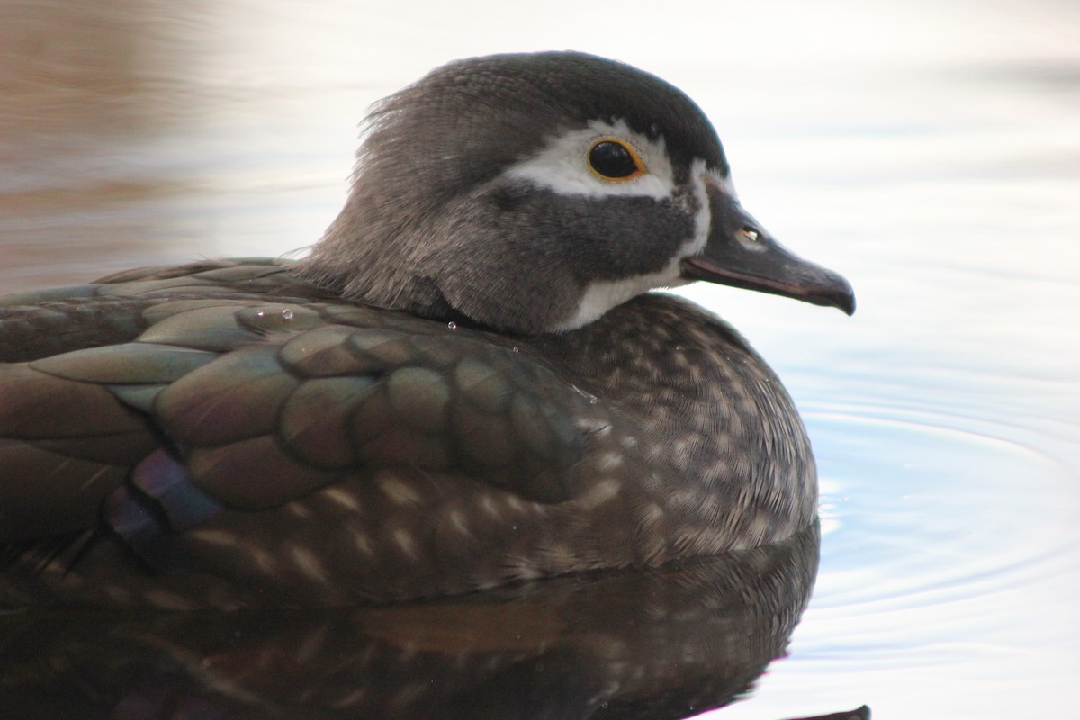 Wood Duck - ML643150760