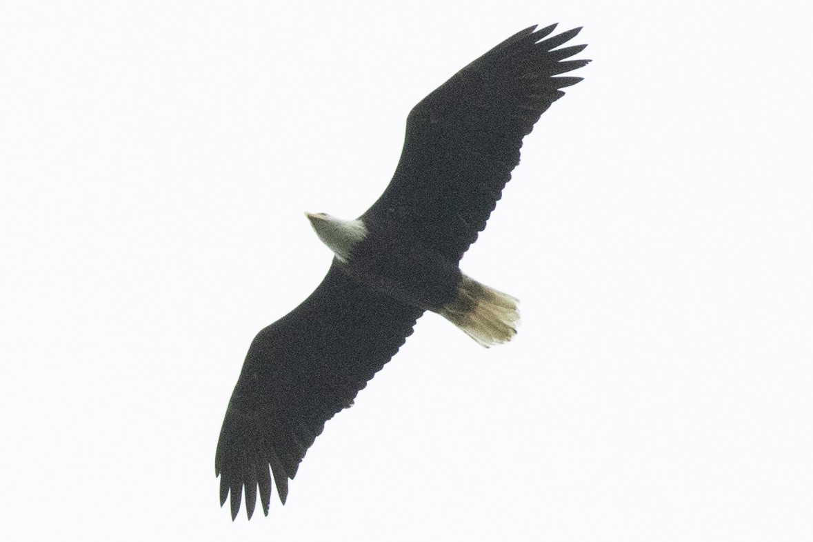 Bald Eagle - ML643150765
