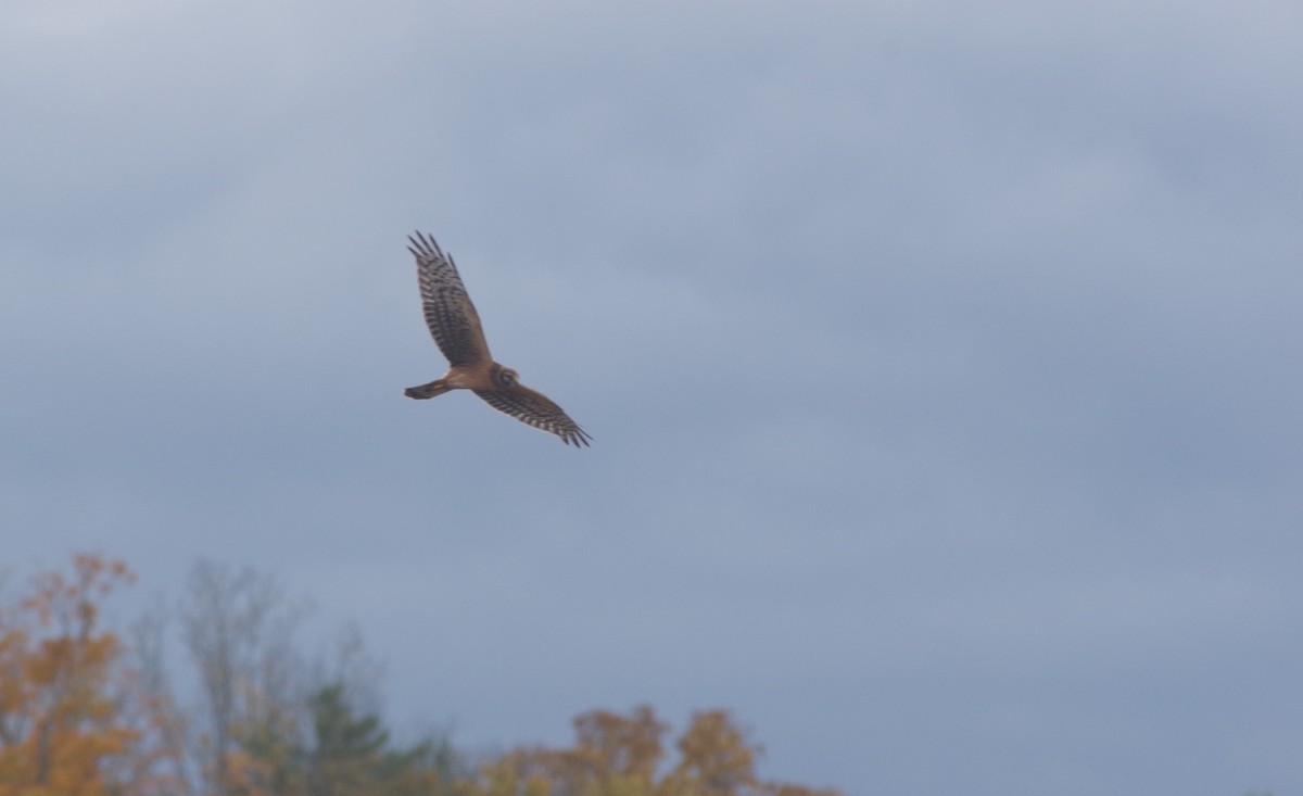 Northern Harrier - ML643150775