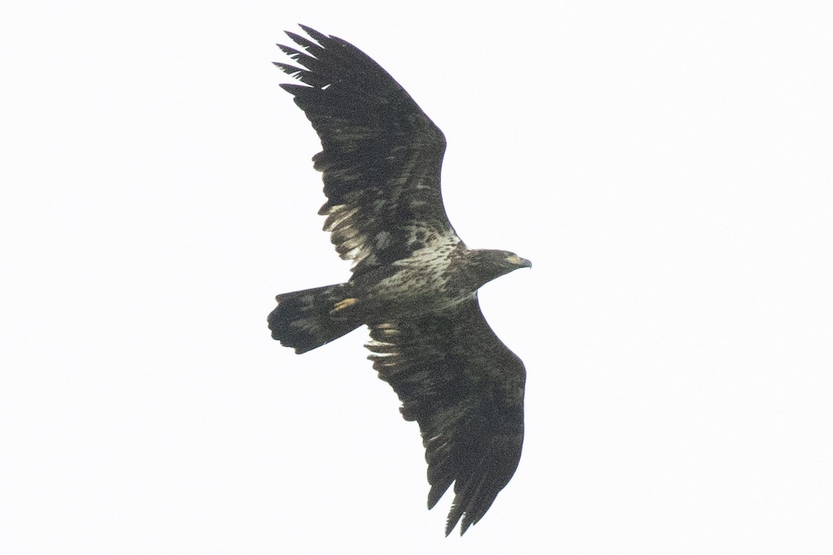 Bald Eagle - ML643150787