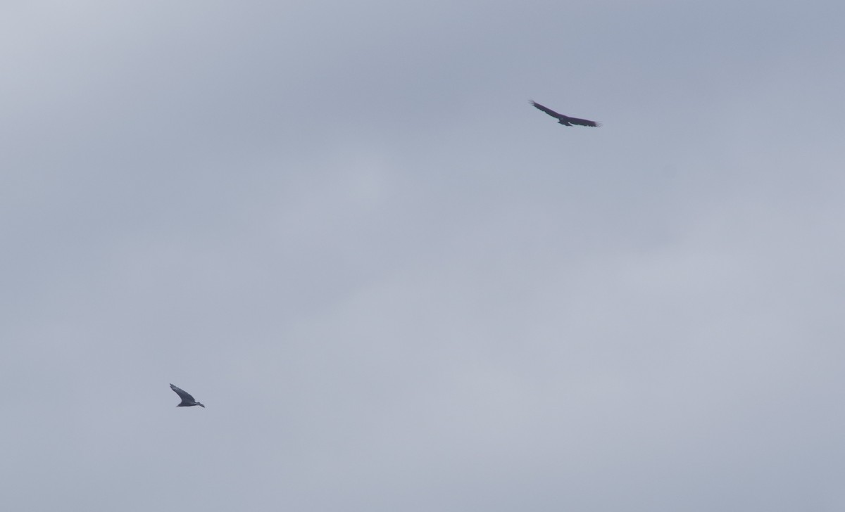 Black Vulture - ML643150802