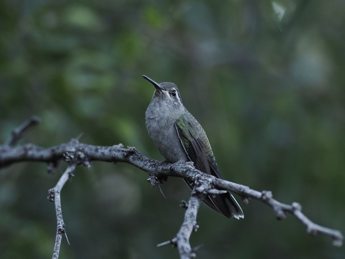 Blue-throated Mountain-gem - ML643150808
