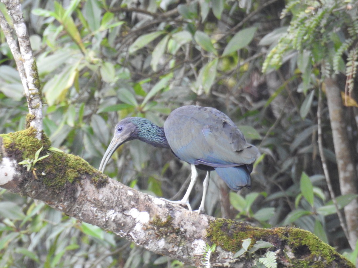 Green Ibis - ML643150833