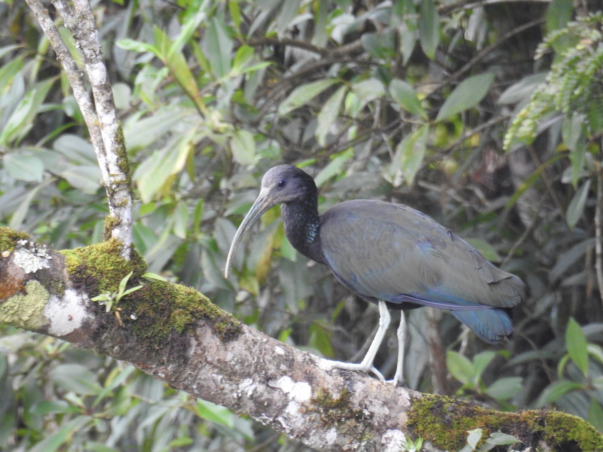 Green Ibis - ML643150834